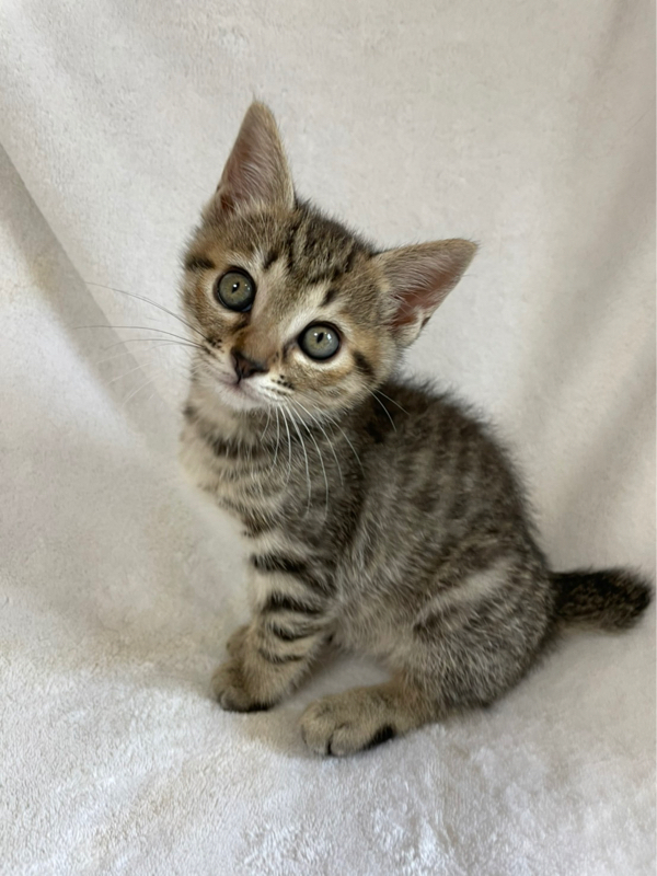 6 26譲渡会出場にゃんず 約2ヶ月半子猫キジトラ 約3ヶ月子猫キジ白 黒白 キジ白 Npo法人 府中猫の会