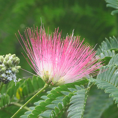 ネムノキの花 樹木見て歩き