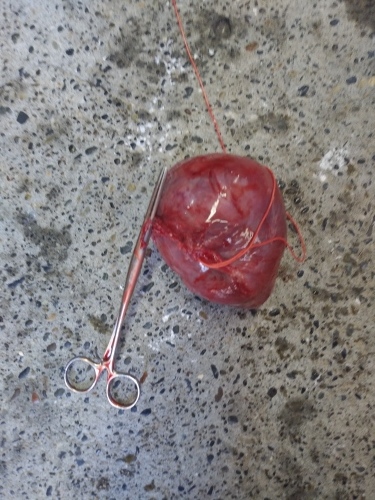 未経産牛の顆粒膜細胞腫の摘出術 北海道中央nosai 宗谷支所 非公式 ブログ