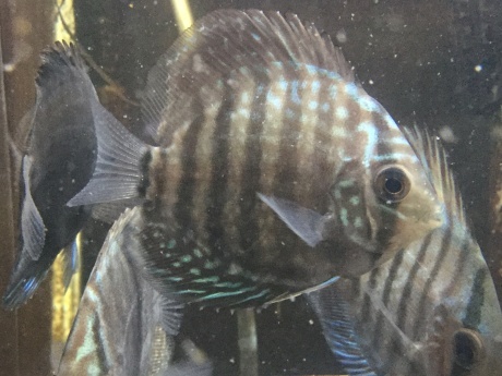 熱帯魚 めだか 金魚 水草 ペットメイト西宮店の生体ブログ 熱帯魚 めだか 金魚 水草 ペットメイト西宮店の生体ブログ