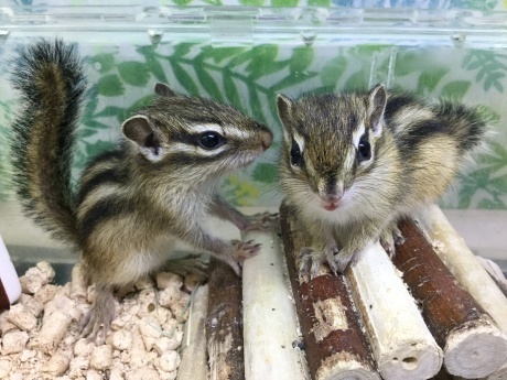 鶏 リス うさぎ ハリネズミ ハムスター ペットメイト西宮店の生体ブログ