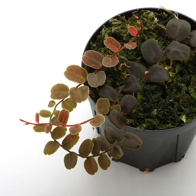 新掲載植物たちをさら~っとご紹介!!_d0376039_17444890.jpg