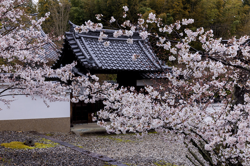 2021桜咲く京都　粟生光明寺の春景色_f0155048_23021582.jpg