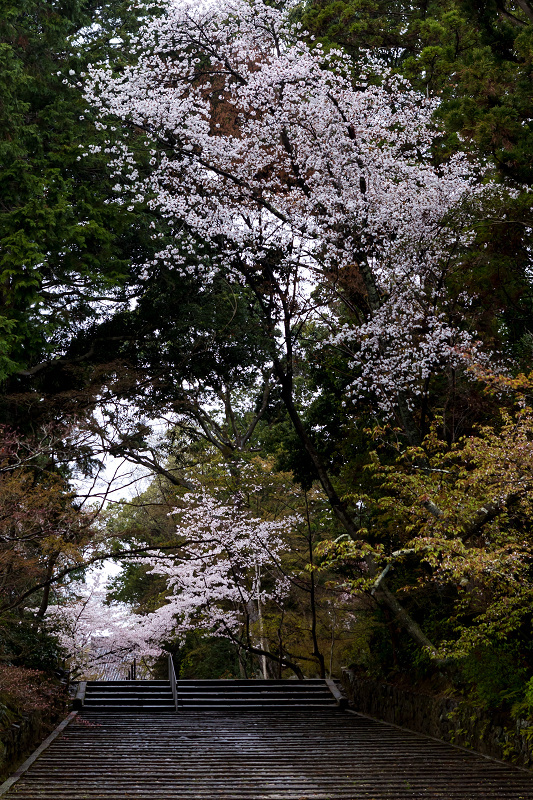 2021桜咲く京都　粟生光明寺の春景色_f0155048_23024054.jpg