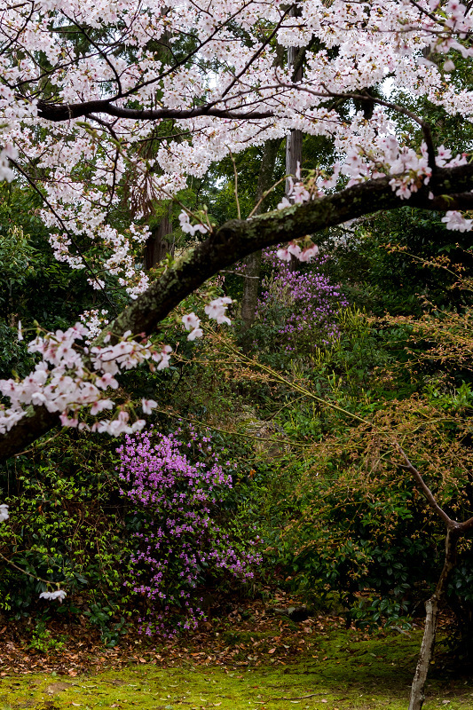 2021桜咲く京都　粟生光明寺の春景色_f0155048_23024509.jpg