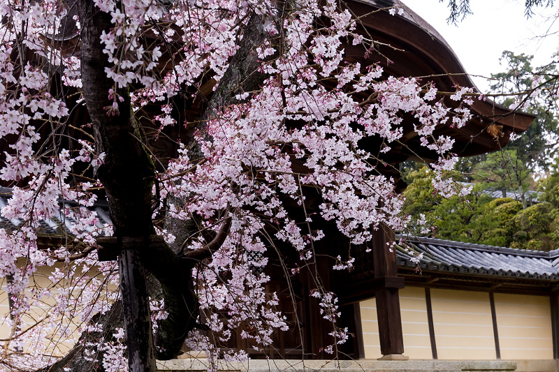 2021桜咲く京都　粟生光明寺の春景色_f0155048_23042722.jpg