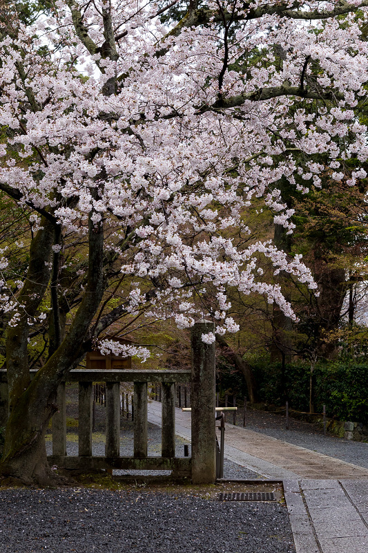 2021桜咲く京都　粟生光明寺の春景色_f0155048_23045606.jpg