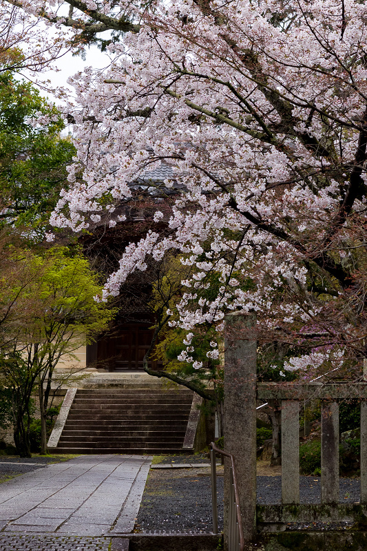 2021桜咲く京都　粟生光明寺の春景色_f0155048_23045956.jpg