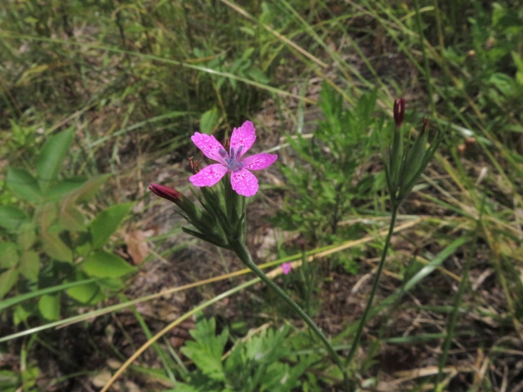 ノハラナデシコが 花追い日記 ノハラナデシコが 花追い日記