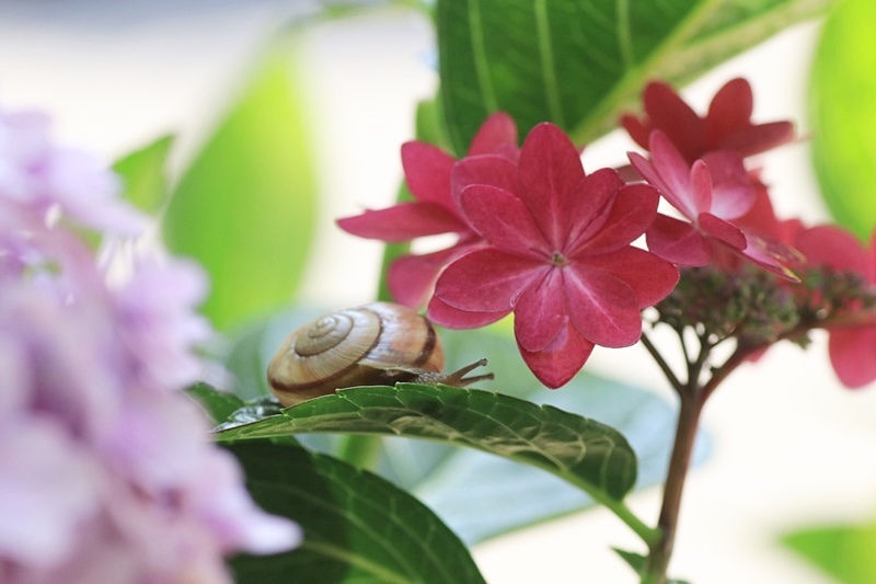 雨に濡れた紫陽花 林叟院 3 紫陽花とカタツムリ Happy Cafe Vol 2