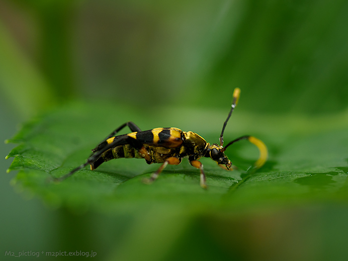 カミキリは種類が豊富だね : M2_pictlog