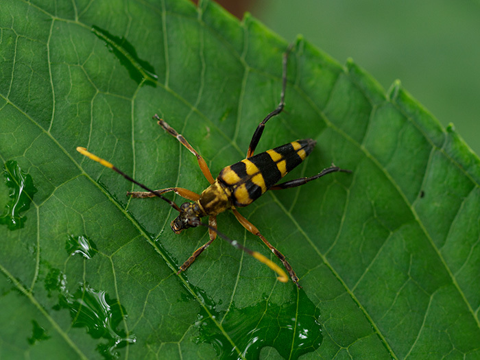 カミキリは種類が豊富だね : M2_pictlog