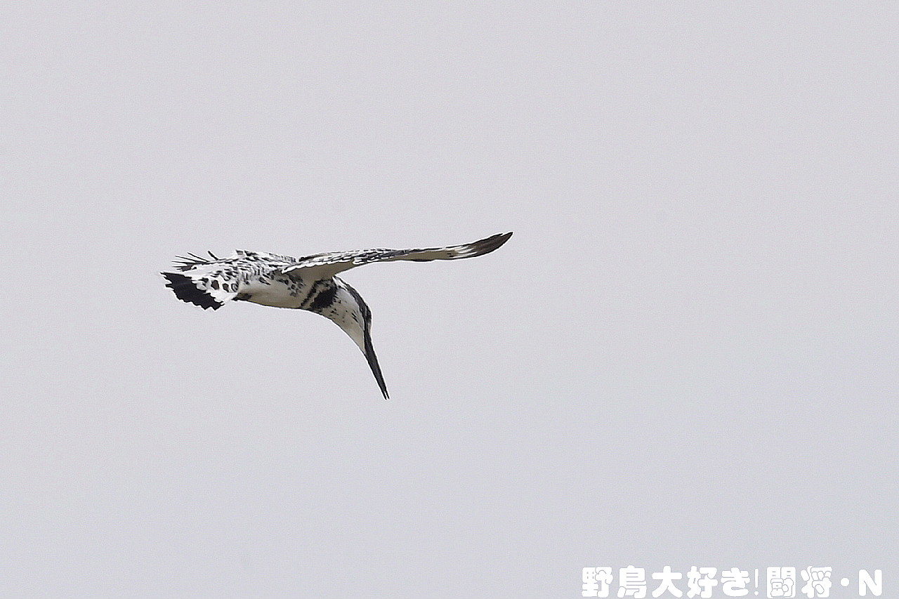 ヒメヤマセミ 野鳥大好き 闘将 n ヒメヤマセミ 野鳥大好き 闘将 n