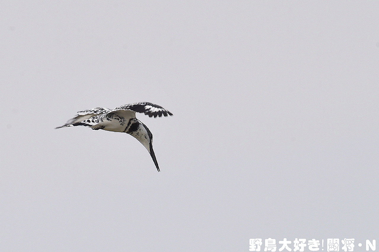 ヒメヤマセミ 野鳥大好き 闘将 ｎ