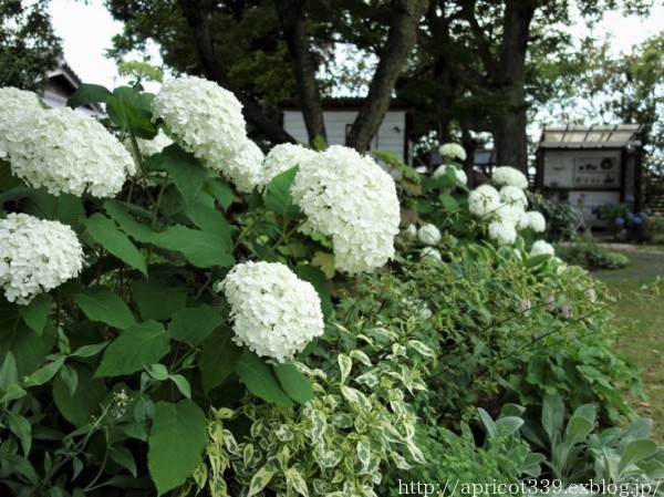 庭に咲いたアジサイの花 アナベル てまりてまりなど シンプルで心地いい暮らし