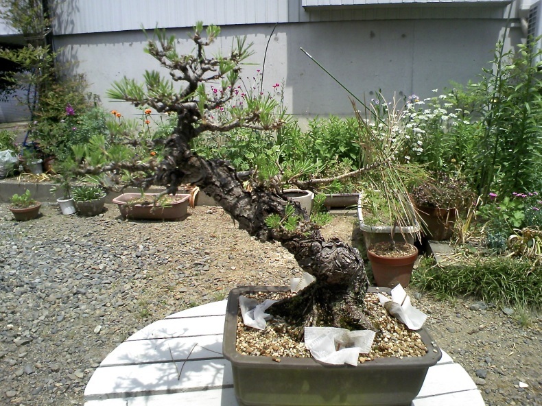 斜幹黒松 : 盆栽便り