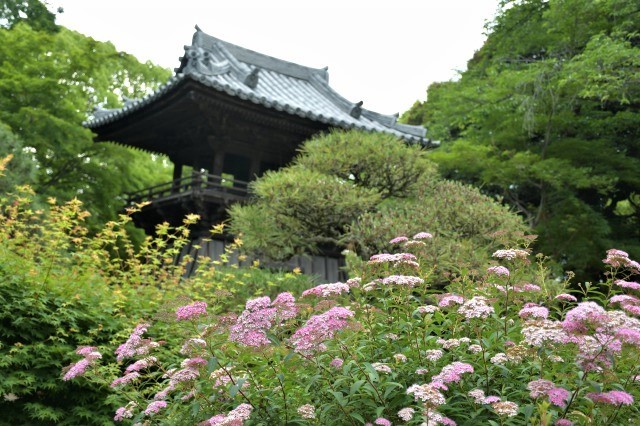 梅雨入り前の鑁阿寺へ_b0356401_15243095.jpg