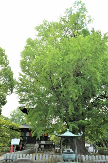 梅雨入り前の鑁阿寺へ_b0356401_15243935.jpg