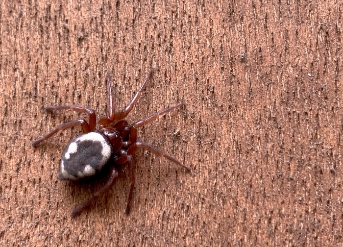 ヒラタグモ ササグモ ズグロオニグモ 扁蜘蛛 笹蜘蛛 頭黒鬼蜘蛛 世話要らずの庭