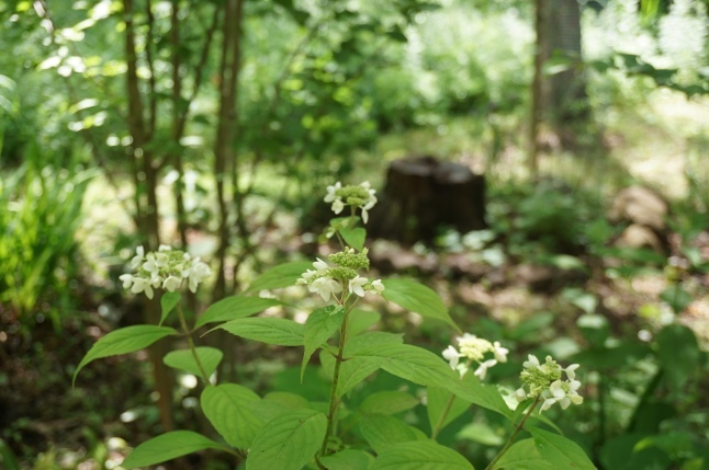 八ヶ岳2021 梅雨の森_d0348118_10071531.jpeg