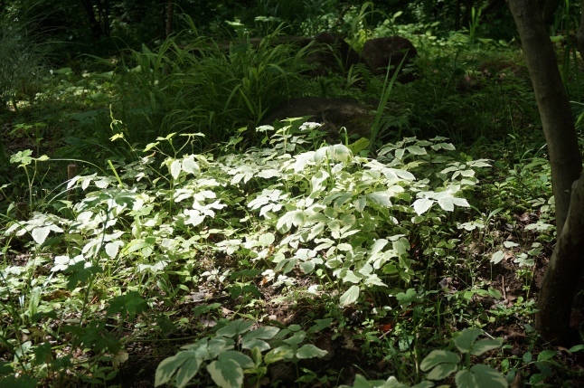 八ヶ岳2021 梅雨の森_d0348118_10093938.jpeg