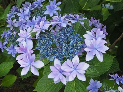 紫陽花 あれこれ_f0129726_18554767.jpg