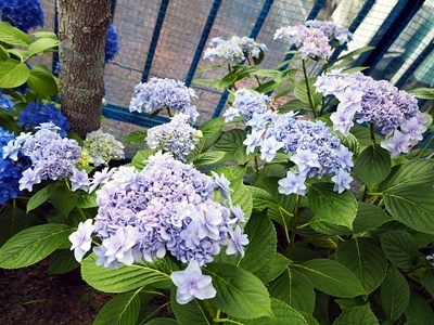 紫陽花 あれこれ_f0129726_18555352.jpg
