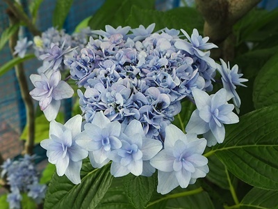 紫陽花 あれこれ_f0129726_18555641.jpg