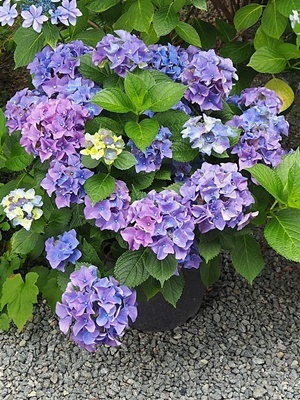 紫陽花 あれこれ_f0129726_18560178.jpg