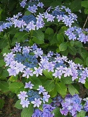 紫陽花 あれこれ_f0129726_19260053.jpg