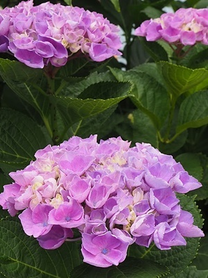 紫陽花 あれこれ_f0129726_19344159.jpg