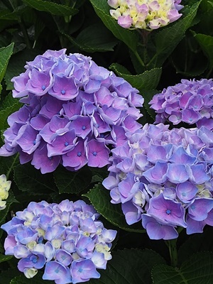 紫陽花 あれこれ_f0129726_19344696.jpg