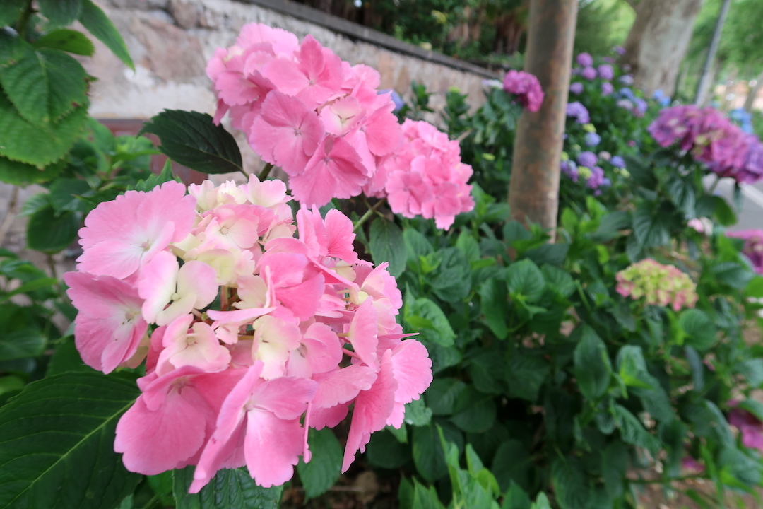 結婚記念日祝いにボルセーナ紫陽花の町・湖へ_f0234936_07135673.jpg