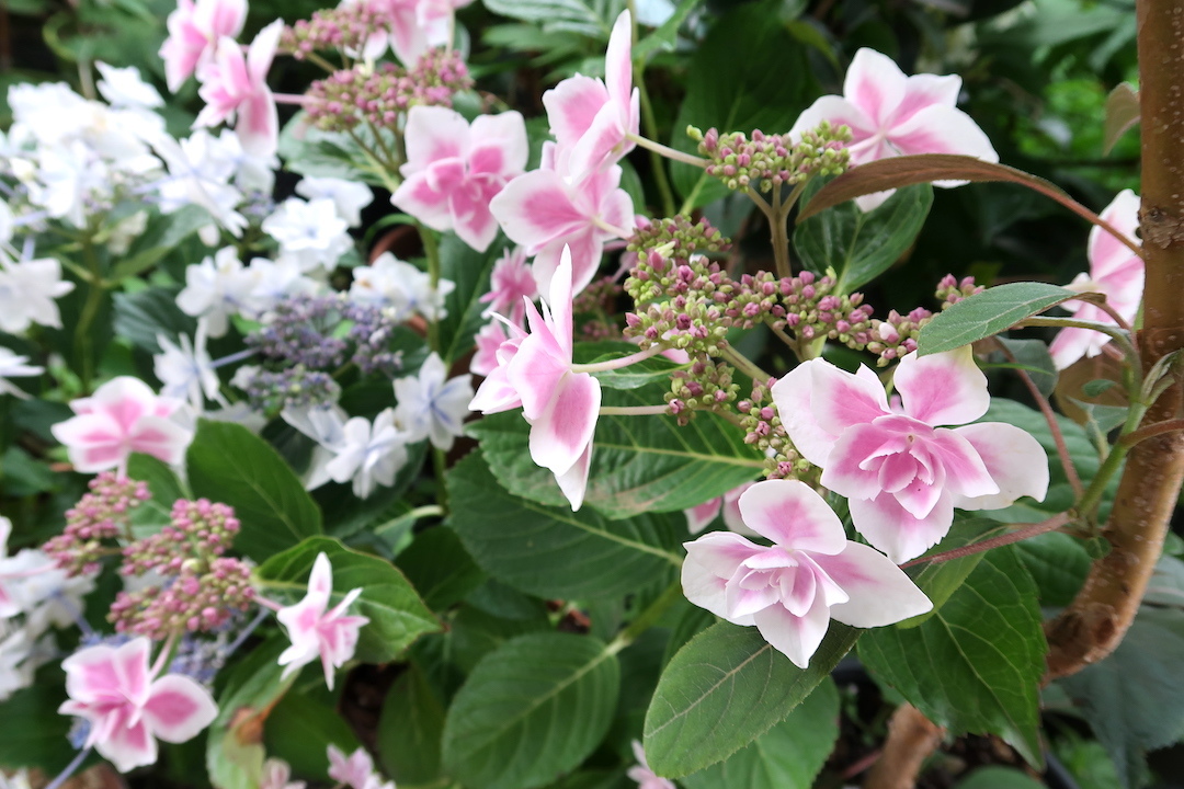 結婚記念日祝いにボルセーナ紫陽花の町・湖へ_f0234936_07151333.jpg