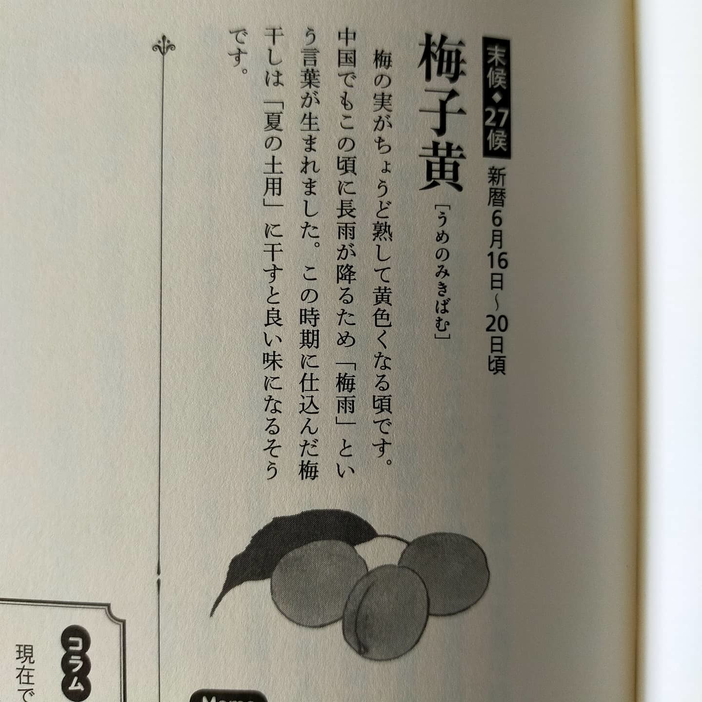 210616 七十二候第二十六候「梅子黄(うめのみきばむ)」_f0164842_15143622.jpg