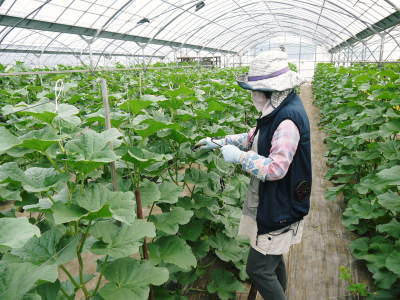 熊本産!匠が育てた高級マスクメロン 令和3年も7月下旬からの出荷に向け順調に成長中!後編:玉吊り作業_a0254656_17131427.jpg