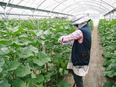 熊本産!匠が育てた高級マスクメロン 令和3年も7月下旬からの出荷に向け順調に成長中!後編:玉吊り作業_a0254656_17153233.jpg