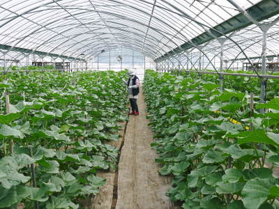 熊本産!匠が育てた高級マスクメロン 令和3年も7月下旬からの出荷に向け順調に成長中!後編:玉吊り作業_a0254656_17274173.jpg