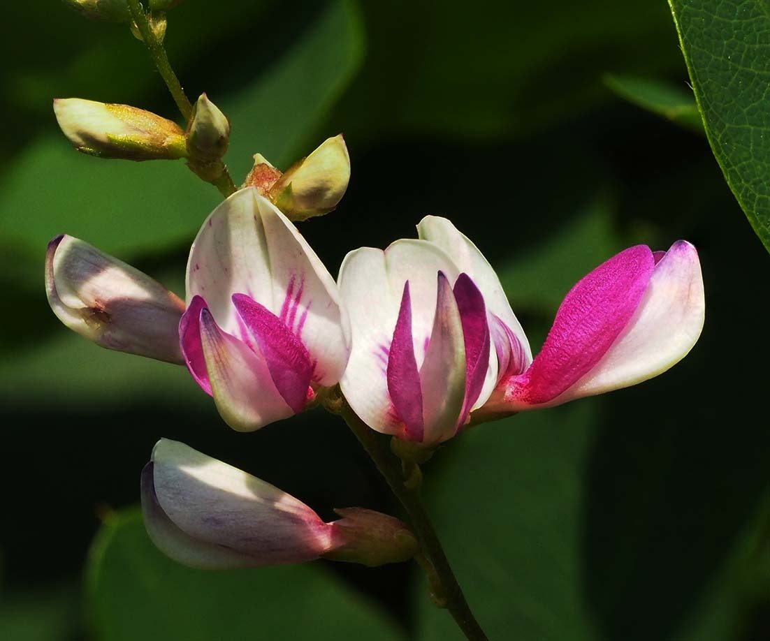 江戸絞りに見る 萩の花の形 旅と本 江戸絞りに見る 萩の花の形 旅と本