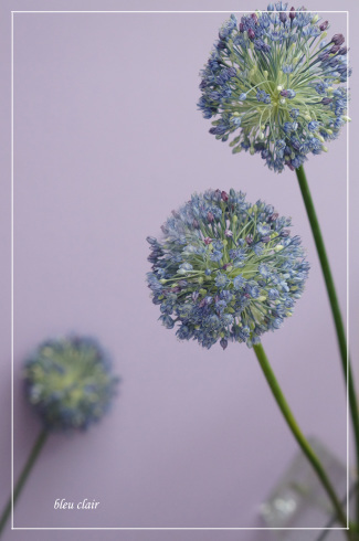 アリウム ブルーパフューム 花の香りとともに