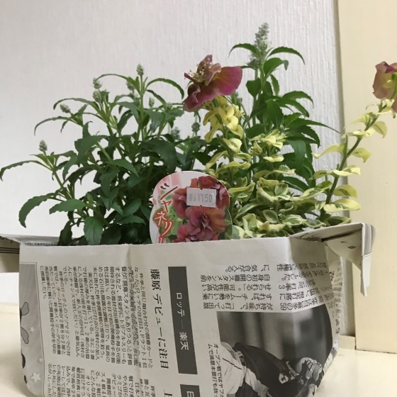 ステキなお花屋さん 福津市勝浦 シューフルール 路地裏の 小さな庭と雑貨屋