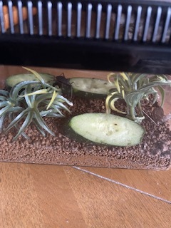 鈴虫_e0233190_11500120.jpg