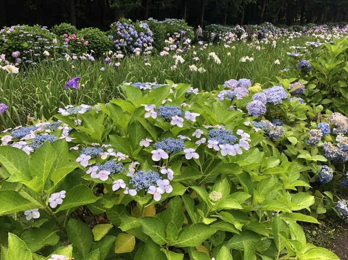 花菖蒲園と紫陽花_a0129492_13274513.jpeg