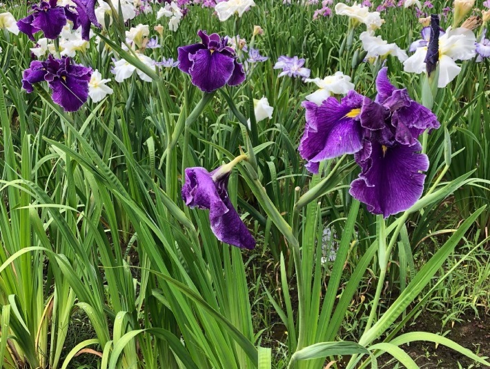 花菖蒲園と紫陽花_a0129492_13322016.jpeg