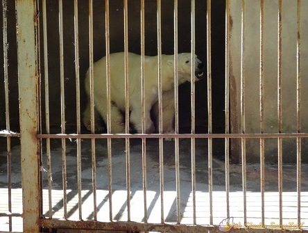ロシア・ロストフ動物園のホッキョクグマ飼育・繁殖の歴史 ～  回想の「ユノナ (Юнона) の物語」_a0151913_00185028.jpg