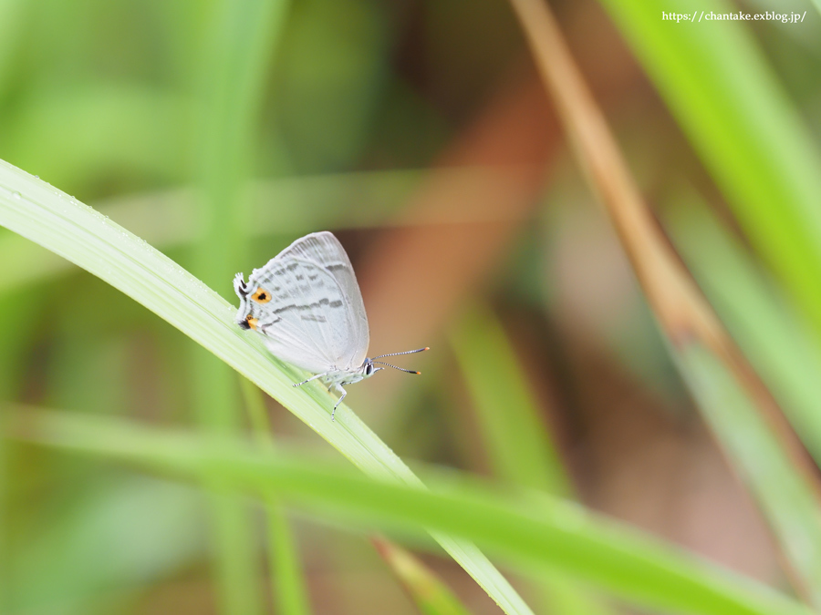 思い出深き saphirinus_c0189013_23020914.jpg
