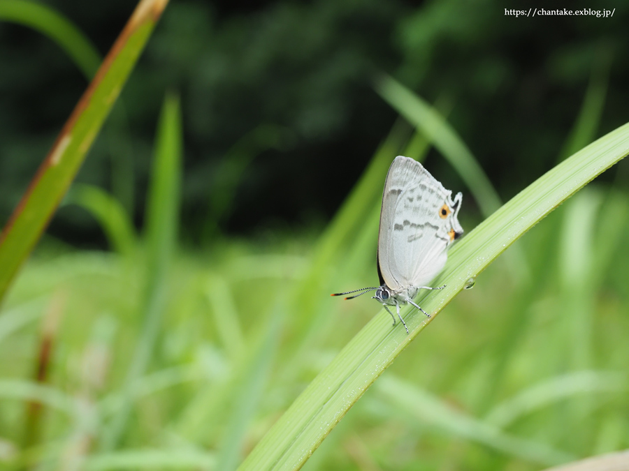 思い出深き saphirinus_c0189013_23065579.jpg