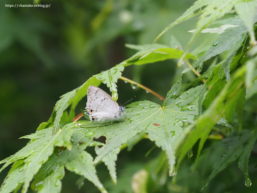 思い出深き saphirinus_c0189013_23161016.jpg