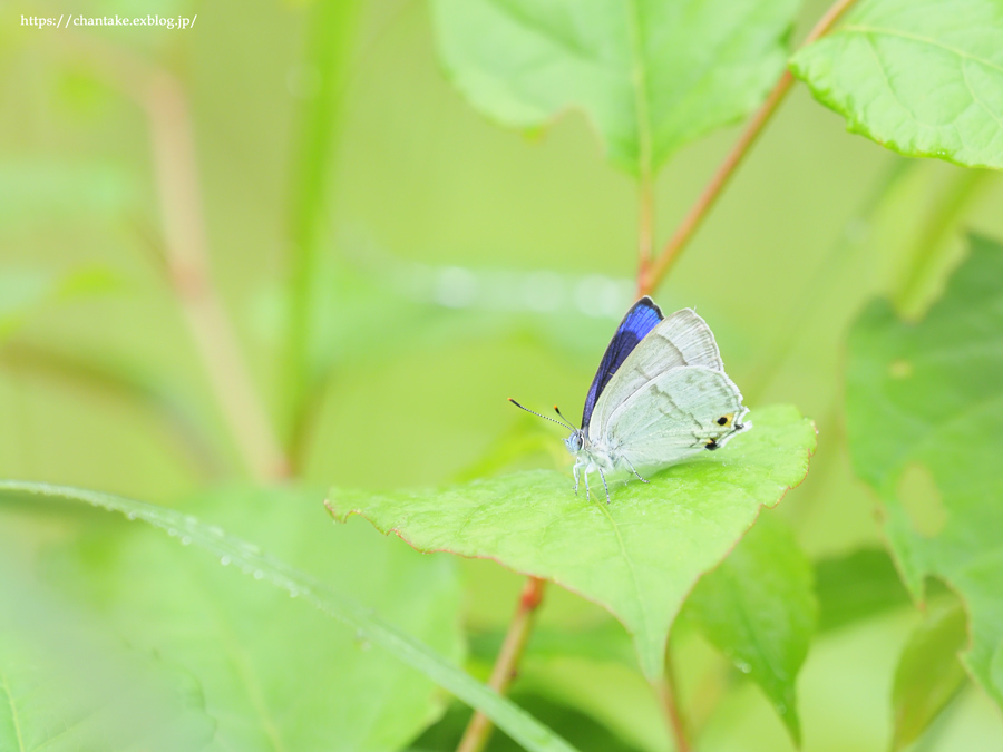 思い出深き saphirinus_c0189013_23220448.jpg