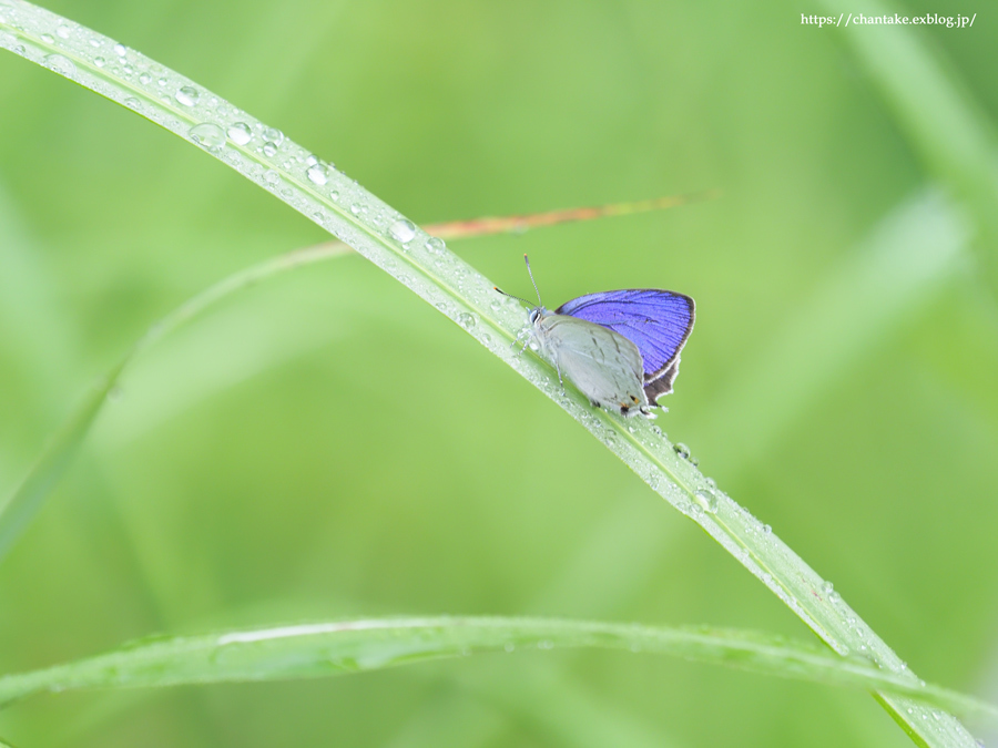 思い出深き saphirinus_c0189013_23242839.jpg